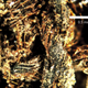 Microscopic image of linens taken from the mummy.